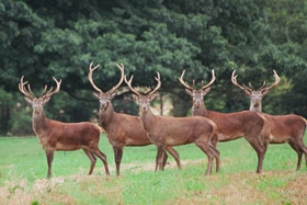 Red deer in Exmoor National Park
